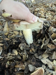 Russula occidentalis