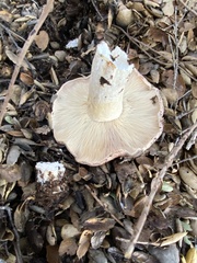 Russula occidentalis