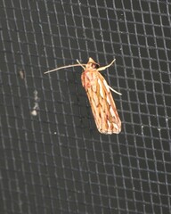 Meyrickella torquesauria