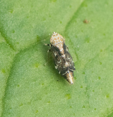 Errastunus ocellaris