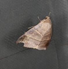 Ophiusa hituense