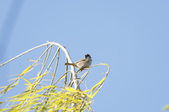 Passer montanus