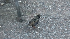 Sturnus vulgaris