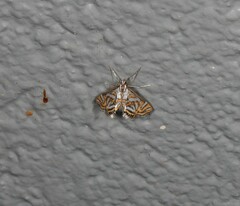 Anydraula pericompsa