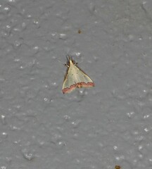 Autocharis hedyphaes