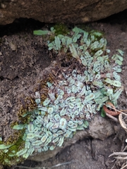 Plagiochasma rupestre