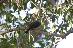 Hypsipetes amaurotis