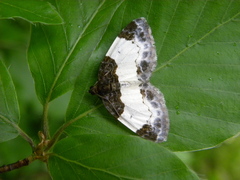 Mesoleuca albicillata