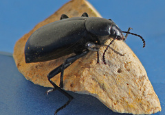 Eleodes longicollis