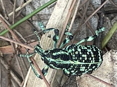 Chrysolopus spectabilis