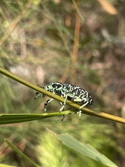 Chrysolopus spectabilis