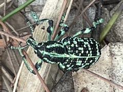 Chrysolopus spectabilis