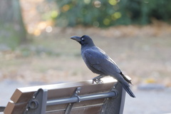 Corvus macrorhynchos