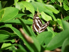 Neptis hylas