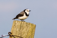 Epthianura albifrons
