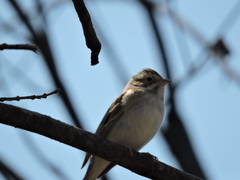 Spizella pallida