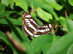 Neptis hylas