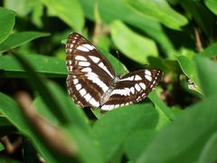 Neptis hylas