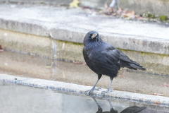 Corvus corone