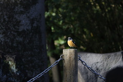 Phoenicurus auroreus