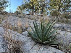 Agave palmeri