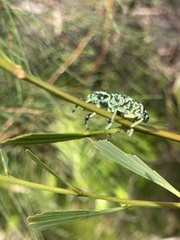 Chrysolopus spectabilis