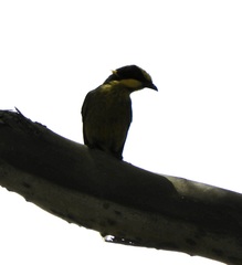 Lichenostomus melanops