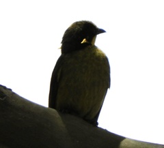 Lichenostomus melanops