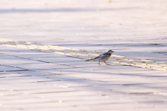 Motacilla alba lugens