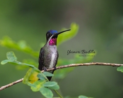 Heliomaster longirostris