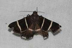 Grammodes justa