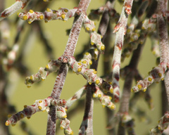 Phoradendron californicum