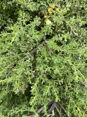 Baccharis pilularis pilularis