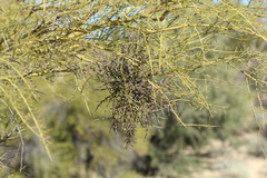 Phoradendron californicum