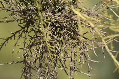 Phoradendron californicum