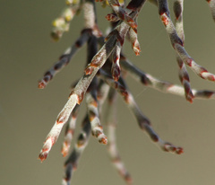 Phoradendron californicum