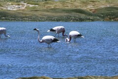 Phoenicoparrus andinus