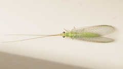 Plesiochrysa ramburi