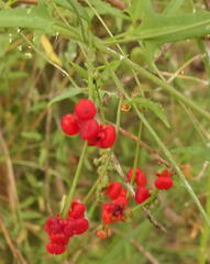 Chenopodium nutans nutans