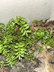 Lepidium didymum