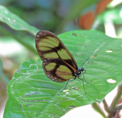 Callithomia lenea