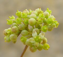 Clematicissus angustissima