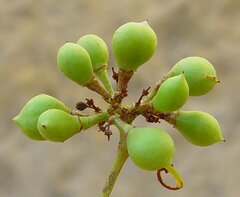 Clematicissus angustissima