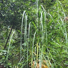 Cortaderia