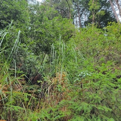 Cortaderia
