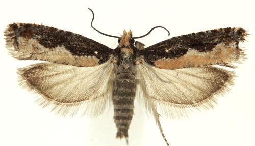 Epinotia nuotrauka