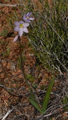 Ixia marginifolia