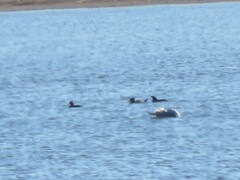 Lophodytes cucullatus