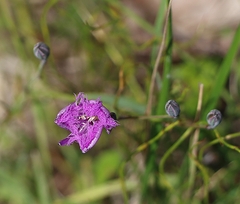 Thysanotus tuberosus