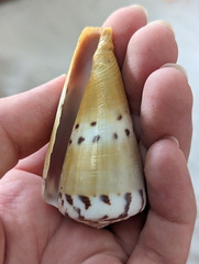 Conus mustelinus